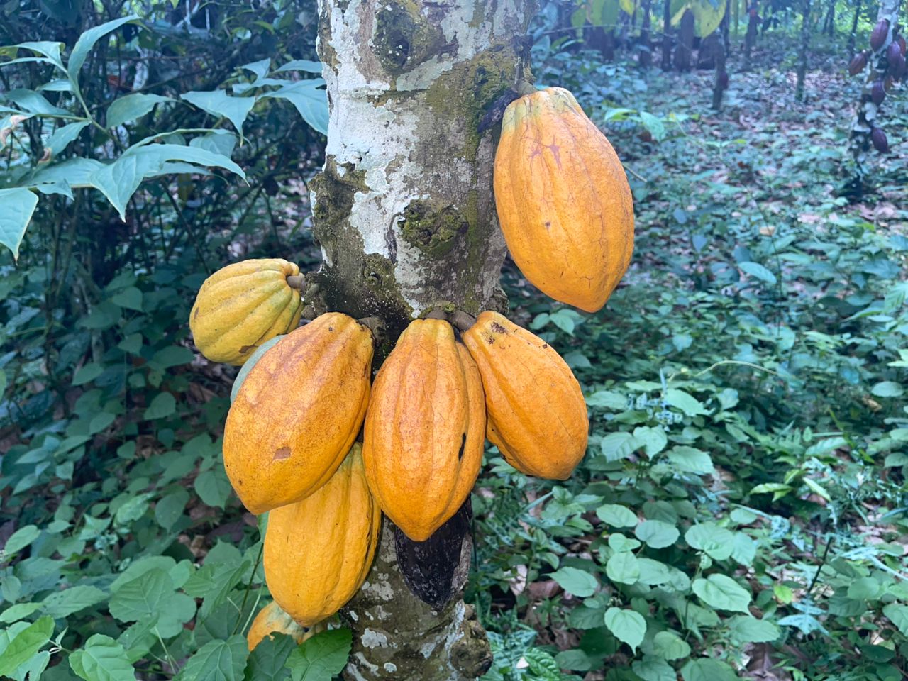 Plantation de cacao