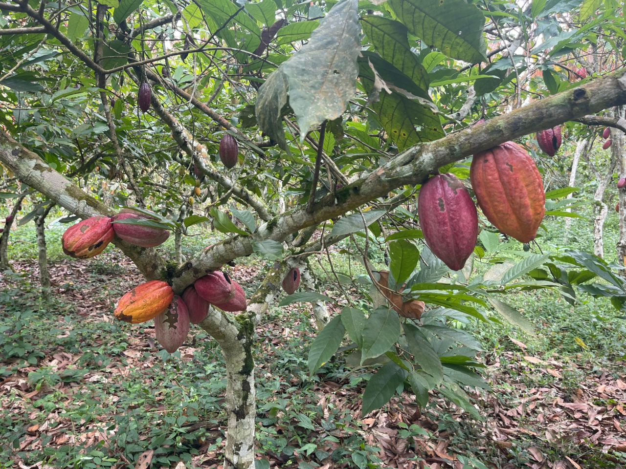 Production de cacao